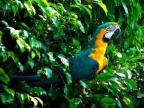 Parrot in a bush 