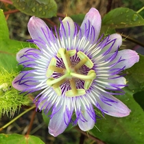 Passiflora foetida that I grew from seed in Houston Texas