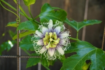 Passiflora - my first ever bloom 