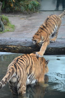 Patricide  Tiger Panthera tigris 