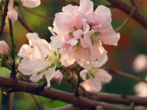 Peach blossom Amygdalus persica L