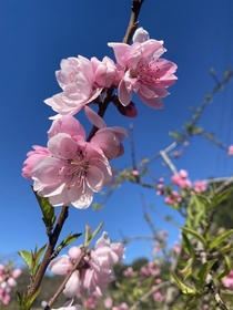 Peach blossoms looking good on a sunny California day