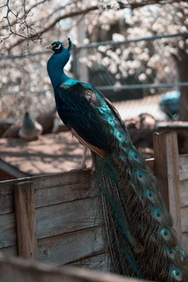 Peacock at the Popcorn Park Animal Sanctuary in NJ