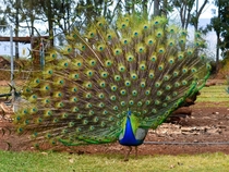Peacock showing off the the ladies they werent interested poor guy