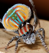 Peacock spider 