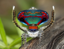 Peacock spider Maratus caeruleus by Jurgen Otto 