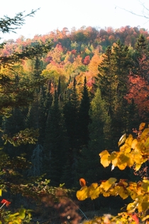 Peak fall colours in Quebec 