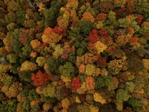 Peak foliage in Catskill NY 