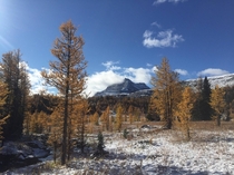 Peak larch season as seen from Healy pass Banff Alberta 