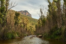 Peering up from Govetts Creek near Blackheath Australia 