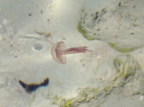 Pelagia noctiluca jellyfish in shallow water Lampedusa Italy 