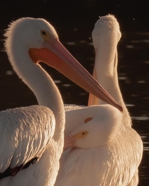 Pelicans cuddling