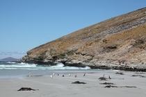 Penguin amp Albatross rookery Saunders Island Falkland Islands by Liam Quinn   x-post rHI_Res