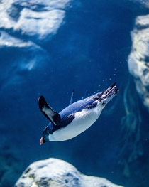 Penguin diving Photo credit to Joshua Ryder