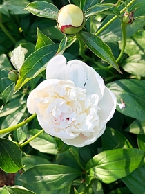 Peony or Paeonia These were planted long before we bought our house and I find them just amazingly pretty