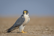 Peregrine Falcon Falco peregrinus - Little Rann of Kutch Gujarat India 