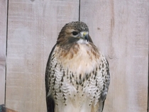 Peregrine Falcon Falco peregrinus x