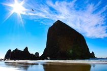 Perfectly timed seagull at Haystack Rock Cannon Beach OR 