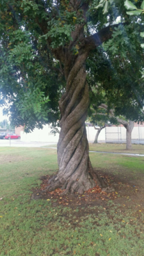 Perfectly twisty tree