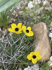 Persian buttercups in the wild Arent they pretty