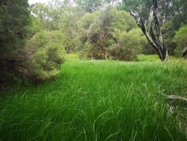 Perth Western Australia Wetlands 