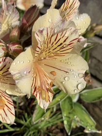 Peruvian lily Alstroemeria hybrid Inca Ice 