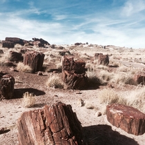 Petrified Forest NP 