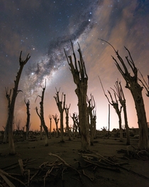 Petrified trees and the Milkyway 