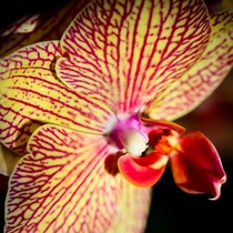 Phalaenopsis Moth Orchid