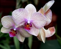 Phalaenopsis Purple Orchid 