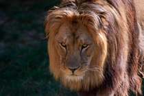 Photo I made of a lion in the Hannover Zoo last summer 