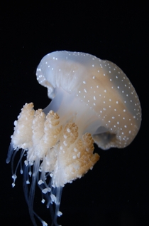 Phyllorhiza punctata white-spotted jellyfish 