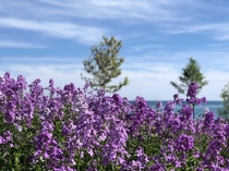 Picture of a Phlox field I took in Toronto 
