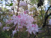 Piedmont azalea Rhododendron canescens in S Alabama
