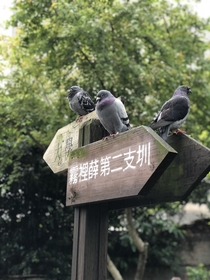 Pigeons on road sign 