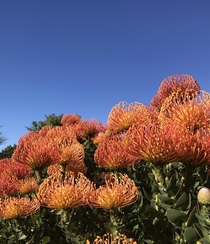 Pincushion protea  spotted on my walk