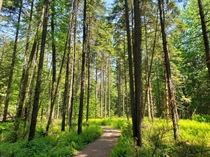 Pine forest Yamaska national park QC 