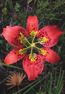 Pine lily Lilium catesbaei at Split Oak Forest in central Florida 