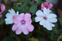 Pink and white impatiens  OC