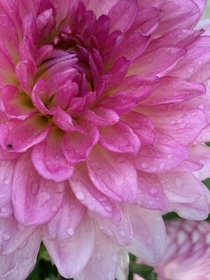 Pink Dahlia Dew