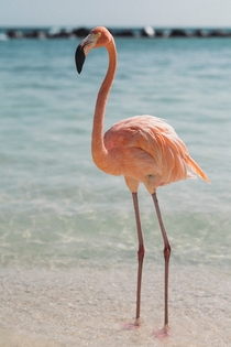 Pink Flamingo Aruba Photo credit to Raoul Croes