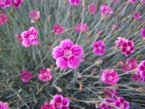 Pink Flower I found in Western Texas 