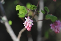 Pink Flowering Currant Ribes sanguineum var glutinosum Point Reyes National Seashore California 