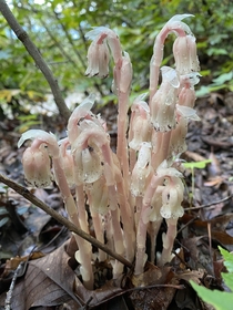 Pink Ghost Pipes Monotropa uniflora in our Appalachian woods I recently learned that tropa means turn so Monotropa one turn Uniflora one flower