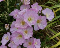 Pink Lady Oenothera speciosa at Descanso Gardens on Earth Day