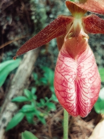 Pink Lady Slippers orchid