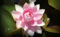 Pink lotus Nelumbo nucifera in the VanDusen Botanical Gardens of Vancouver BC 