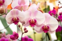 Pink orchid sisters