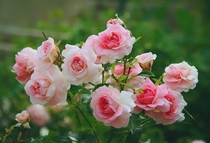 Pink RosesRosaceae OC