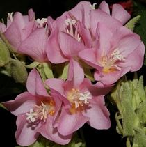 Pink Shrub Dombeya - Dombeya elegans 